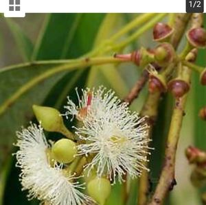 Eucalyptus Swamp Mahogany 100 Seeds 2020 RARE